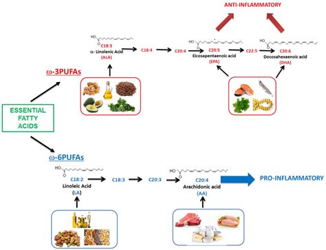 Nutrients | Free Full-Text | ω-3 and ω-6 Polyunsaturated Fatty Acids, Obesity and Cancer