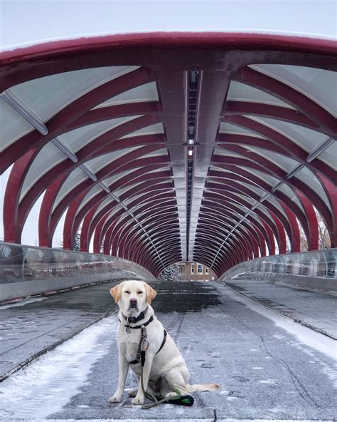 Calgary’s once-contentious Peace Bridge turns 10 years old - Calgary ...