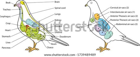 7 Bird Body Air Sacs Images, Stock Photos & Vectors | Shutterstock