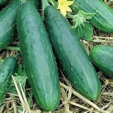 Organic Greenhouse Cucumber Seeds - Foraged