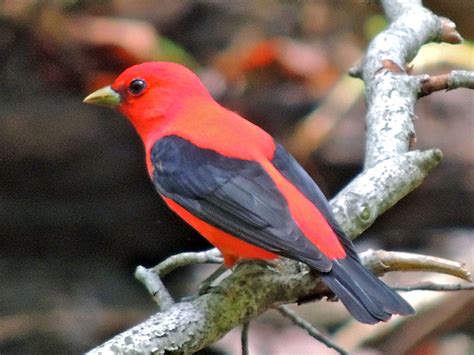 Monticello Park Birds - Scarlet and Summer Tanagers