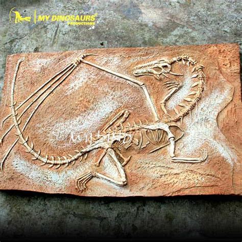 AS-039 Customization Dragon Skeleton Dragon Fossil Plate | My Dinosaurs