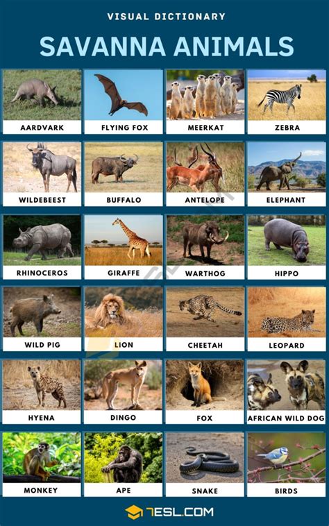 Savanna Animals Names in English • 7ESL