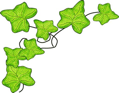 Ivy Clipart Free Download Transparent Png Clipart Lib - vrogue.co