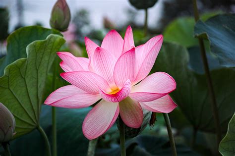 Picture Pink color Flowers Lotus flower Closeup