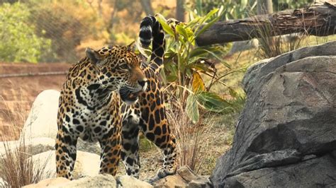 The LA Zoo Jaguars Get A New Home - YouTube