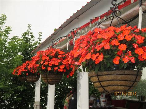 Hanging flowers outside McLaughlin's Seafood Restaurant, Lower Main Street, Bangor, Maine ...