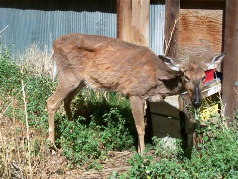 Population-Level Effects of Chronic Wasting Disease | Boone and Crockett Club