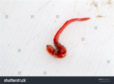 6 Bootlace Worm Images, Stock Photos & Vectors | Shutterstock