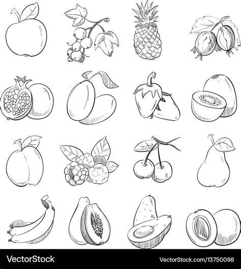 Hand drawing doodle fruits Royalty Free Vector Image