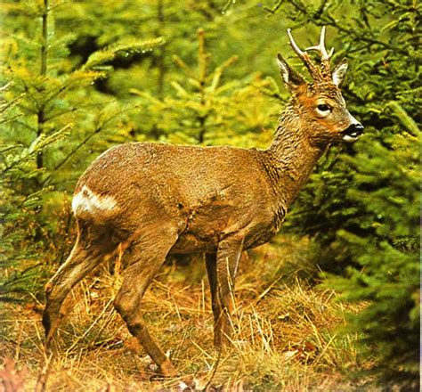 Calibre Nisa: O CORÇO (capreolus capreolus)