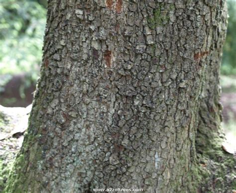 Identify the Holm Oak and its characteristics