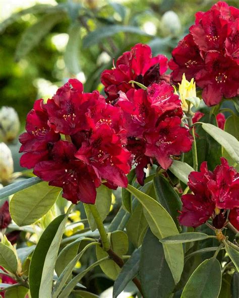 Rhododendron Red