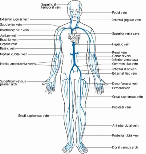 veins and arteries of the body diagram - Google Search | Arteries and ...