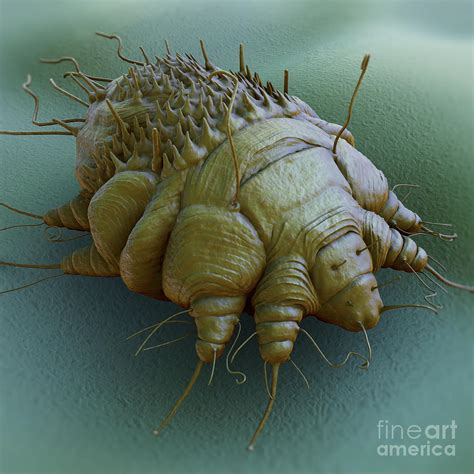 Scabies Mite By Science Picture Co | ubicaciondepersonas.cdmx.gob.mx