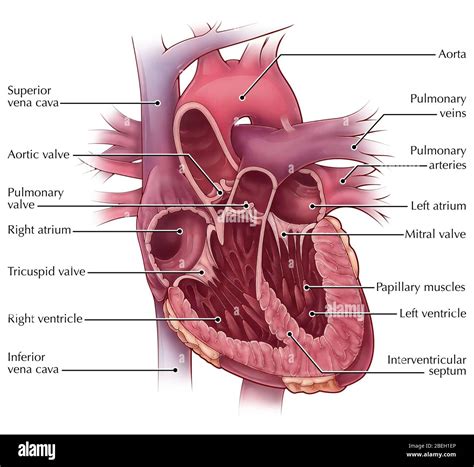 Interventricular Septum Histology