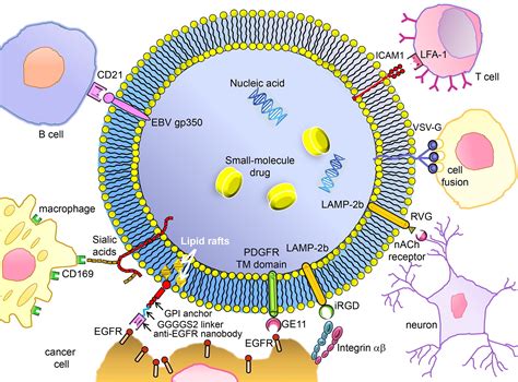 Exosomes – Therapy delivery tools and biomarkers of diseases | Exosome RNA