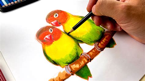 How To Draw Realistic Love Birds - Advanced - Art For Kids Hub