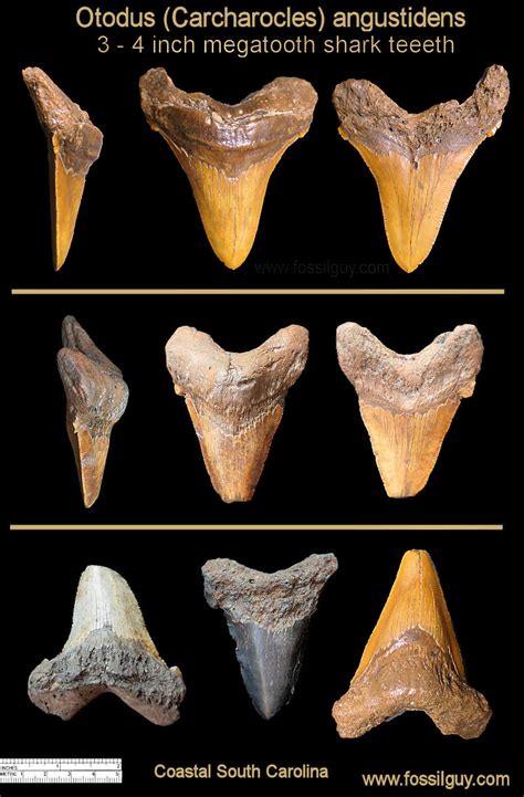 Coastal South Carolina Fossil Identification: Fossilguy.com