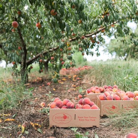 Best Peach Farms in Georgia - Eater Atlanta