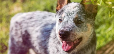 Blue Dog Breeds - 20 Beautiful Blue Breeds That You'll Love