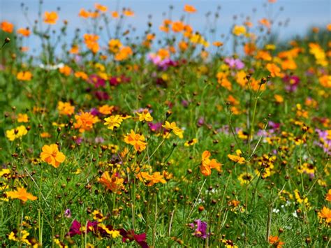 Growing Wild Flowers: How To Start A Wildflower Garden