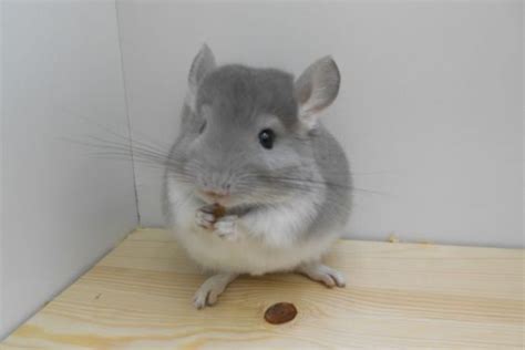 Chinchilla Teeth: Size, Growth, Care, And Vital Information