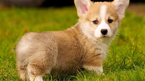 10 Things Only Pembroke Welsh Corgi Owners Understand