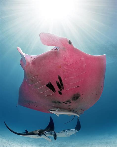 A Beautiful Pink Manta Ray - Clayton Graham | Clayton Graham