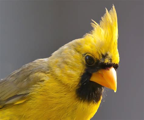 _DSC7900 yellow northern cardinal | has been in backyard for… | Flickr