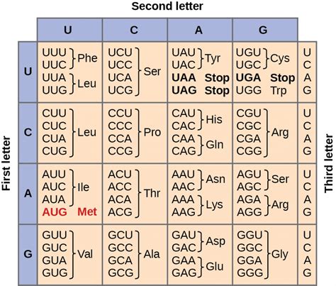 Amino Acid Abbreviation Chart