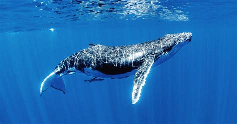 Dive Into the Serene, Magical World of the Humpback Whale | WIRED