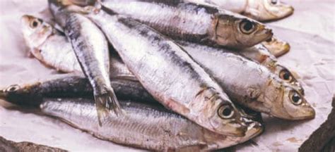 Anchovies Nutrition, Benefits, Recipes, Side Effects and More - Dr. Axe