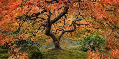 Peter Lik Tree - Tree of Life - Fine Art Photography Prints For Sale | Bryce Mironuck Nature ...