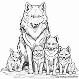 Grey Wolf Coloring Pages  Free & Printable sketch template