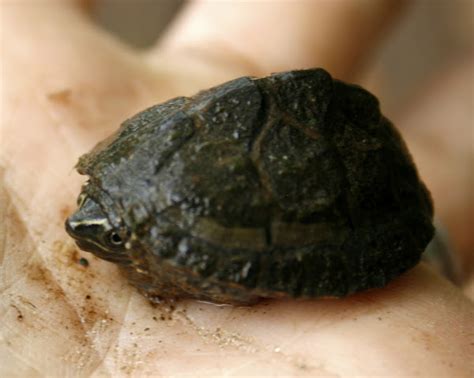 Common Musk Turtle, hatchling | Project Noah