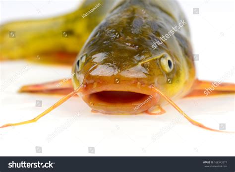 Open Your Mouth Catfish Head Features Stock Photo 168343277 | Shutterstock