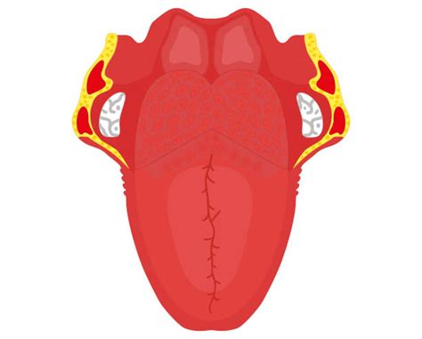 Fungiform Papillae Illustrations, Royalty-Free Vector Graphics & Clip ...