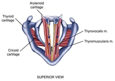 arytenoid cartilage - Google Search | Anatomy and physiology, Speech pathology, Physiology