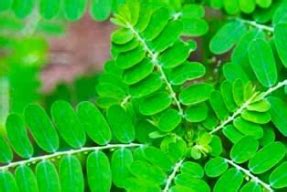 Phyllanthus Amarus Extract – Venkatesh Naturals