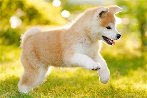 Japanese Akitainu Puppies For Sale