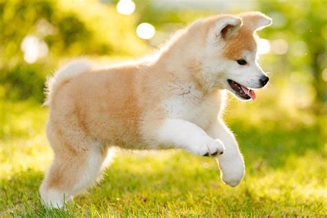 Japanese Akitainu Puppies For Sale