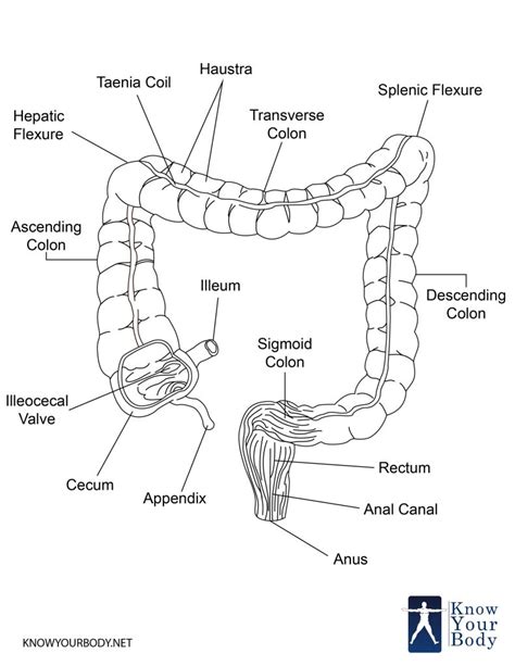 Large Intestine - Function, Parts, Length, Anatomy and FAQs