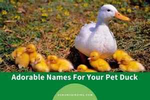 300+ Adorable Names For Your Pet Duck - Sonoma Birding