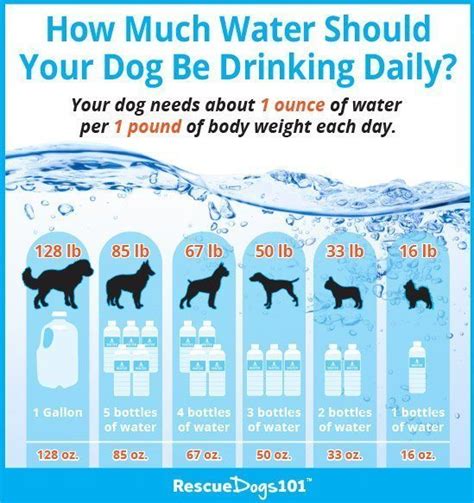 How Much Water Should My Dog Drink A Day