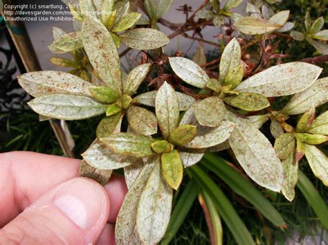 Garden Pests and Diseases: Identifying Azalea issue, 1 by smartlung