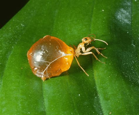 Honeypot ant | San Diego Zoo Wildlife Explorers