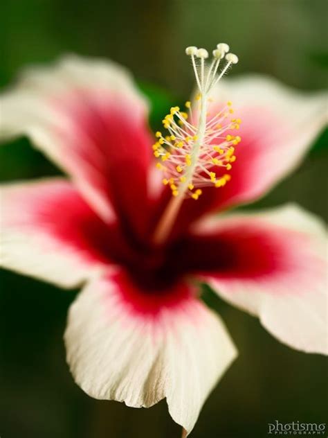 78 Best images about Hawaiian plants and trees on Pinterest | Bird of ...