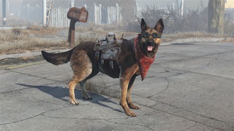 Image - Dogmeat equipped items.jpg | Fallout Wiki | FANDOM powered by Wikia