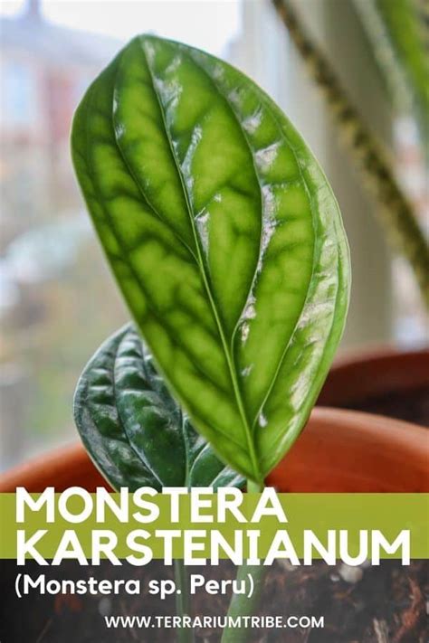 Hands-on With the Monstera Peru - Plant Care & Top Tips!